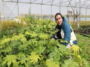 Büyükşehir’in kurduğu çağdaş seralardaki randıman üreticiyi sevindirdi