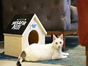 Doğtaş’tan Patili Dostlarımızı Sahiplenmeye Teşvik: Konutta, Sokakta, Mağazada Paliti Dostların Yanında