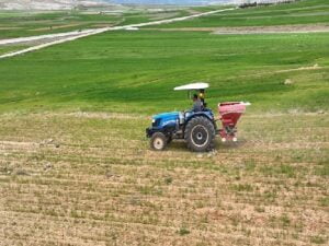 Antalya Büyükşehir tohumluk buğday yetiştiriyor