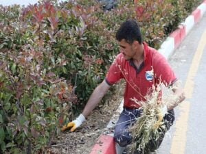 Menderes’te Ot Paklığı