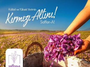 Türkiye’de bir birinci; safran üretim teşebbüsü fonlanıyor