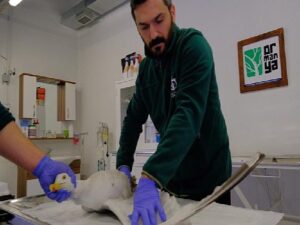 Yaralı martıya Büyükşehir şefkati