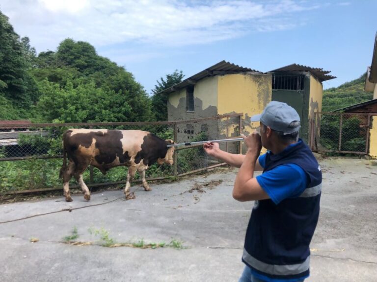 Belediye kurban Yakalama Timi Kurdu