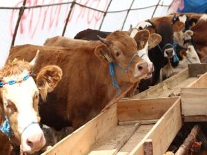Çankaya Belediyesi Kurban Bayramı’na Hazır
