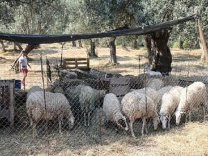 Edremit’te kurban satış ve kesim yerleri belirlendi