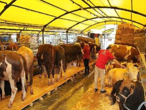 İstanbul Kurban Bayramına hazır