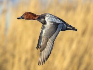 Tekrar Avcıların İstediği Oldu, Kuşağı Tehlike Altındaki Çeşitlerin Avlanılmasına Müsaade Verildi.