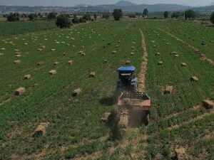 434 Dekar Topraktan Elde Edilen Kaba Yem Üreticiye Dağıtılacak