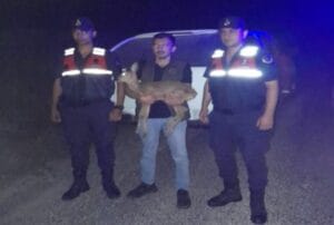 Alaplı’da yaralı ceylan bulundu