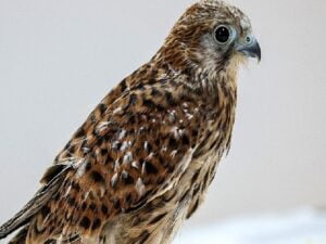 Antalya Doğal Hayat Parkı’nda 3 özel konuk