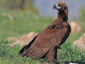 Beypazarı’nda tabiat katliamına neden olacak kalker ocağı projesi durduruldu
