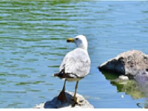 İzmir Doğal Hayat Parkı’nın göçmen kuşları