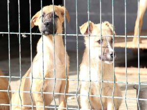 Yılın birinci 6 ayında 13 bin 467 sokak hayvanına tedavi