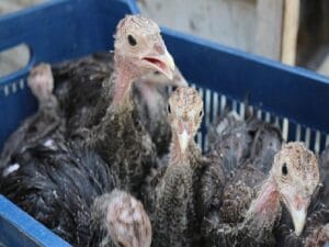 Hindi ile çekirge uğraşı bu yıl da sürüyor