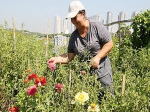 İstanbul’un ortasında organik tarım 