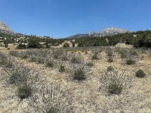 Lavanta hasadı yüzleri güldürdü