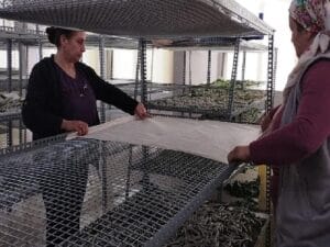 Ödemişli bayanlar ipekböcekçiliği geleneğini sürdürmekte kararlı