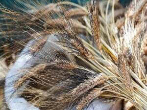 Seferihisar’da “Ata Ekmeği ve Armola” şenliği coşkusu