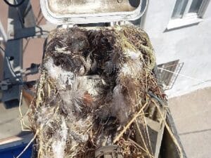 Sokak lambası bakımında sürpriz konuk