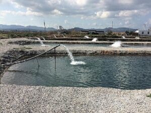 Toprak Havuzlarda Balık Üretimi Yükselişte