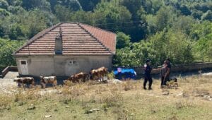 Çaycuma’da kayıp hayvanlar jandarma yardımıyla bulundu